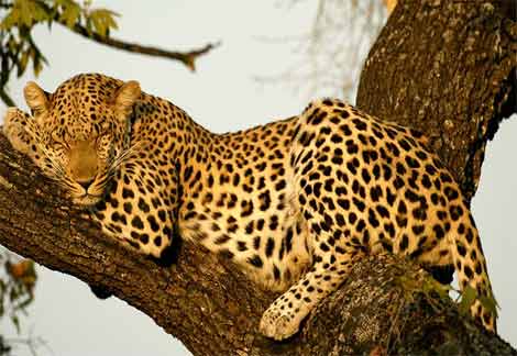 leopard