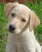 buffett_labrador_01_jpg_w450.jpg